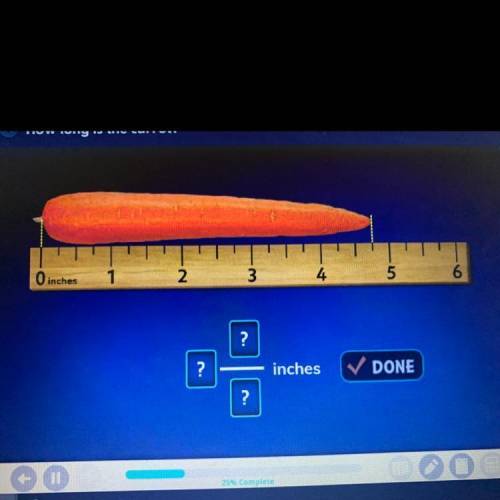 How long is the carrot?