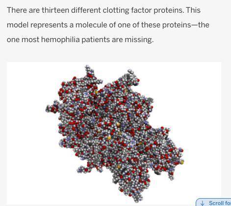 Genes provide instructions for making clotting factor proteins. The diagram to the left is an examp