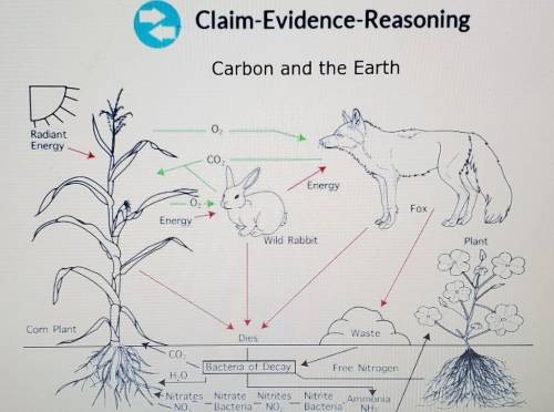 the prompt: the diagram above shows how carbon is cycled through the environment. what two processe