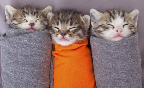 Keep ur heads up these kittens will cheer u up we can do this together we can get thru this