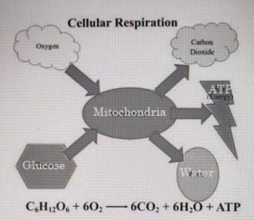Cellular Respiration is the process in which cells produce the energy they need to survive. In cell