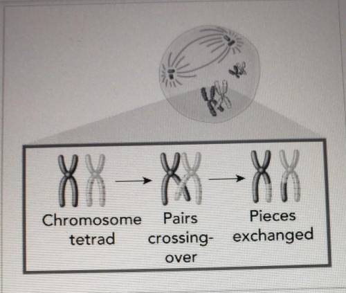 Meiosis is a process in which the number of chromosomes per cell is cut in half through the separat