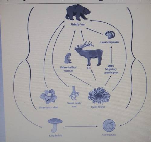 a partial food web for organisms in yellowstone National Park is shown below. which of the followin