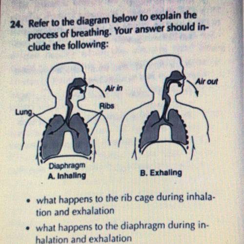 Please help

• What happens to the rib cage during inhala-
tion and exhalation
•What happens to th