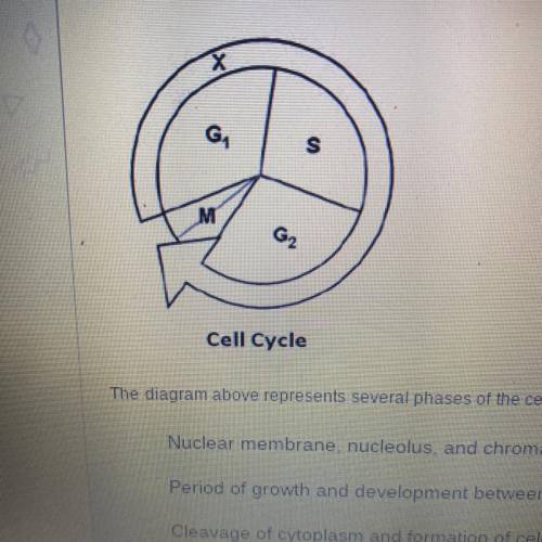 The diagram above represents several phases of the cell cycle. What occurs at G1?

Nuclear membran