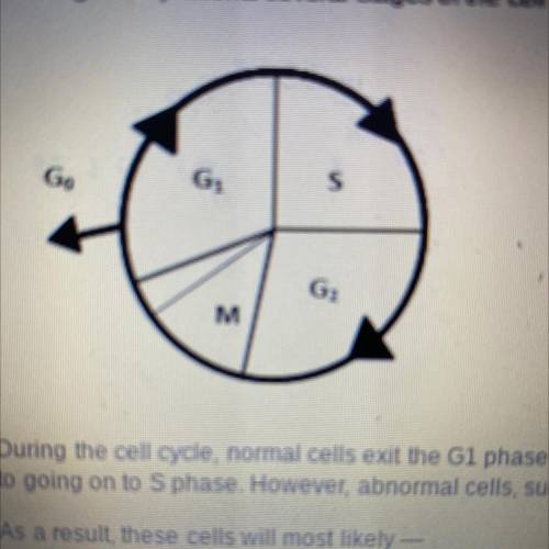 During the cell cycle, normal cells exit the G1 phase and enter the GO phase where they rest. Typic