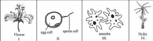The diagram below represents different processes involved in reproduction.

Which diagram(s) repre