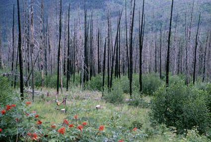 Now, look at the bottom photo. This picture shows a forest a year after a wildfire.

What do you t