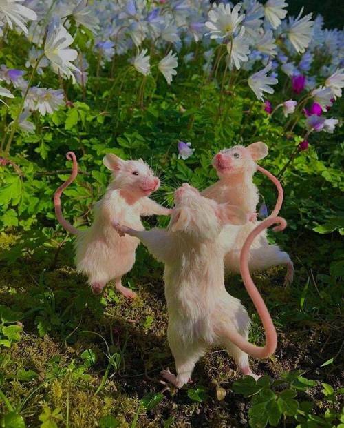 Dancing rodents<3
teehee