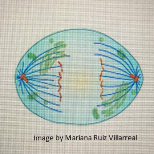 Image by Mariana Ruiz Villarreal

Which phase of mitosis is shown in the diagram?
O anaphase
O met