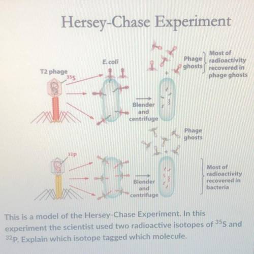 This is a model of the Hersey-Chase Experiment. In this

experiment the scientist used two radioac