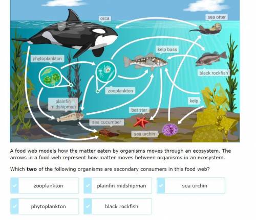 IXL QUESTION: Which two of the following organisms are secondary consumers in this food web?

Plea