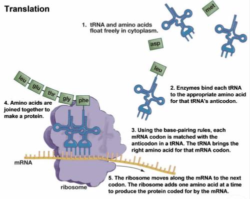 ASAP I WILL MARK BRAINLIST IMAGE ATTACHED

Translation: Inside a ribosome, a codon in an mRNA mole