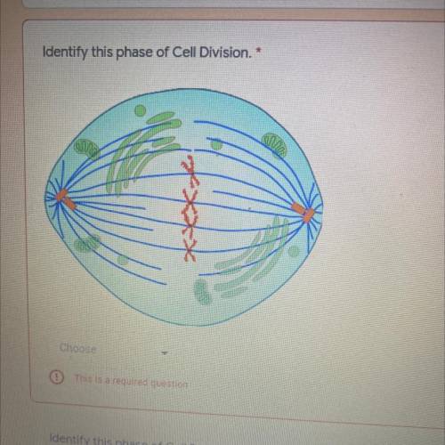 What is this phase of cell division