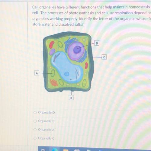 Cell organelles have different functions that help maintain homeostasis within the

cell. The proc