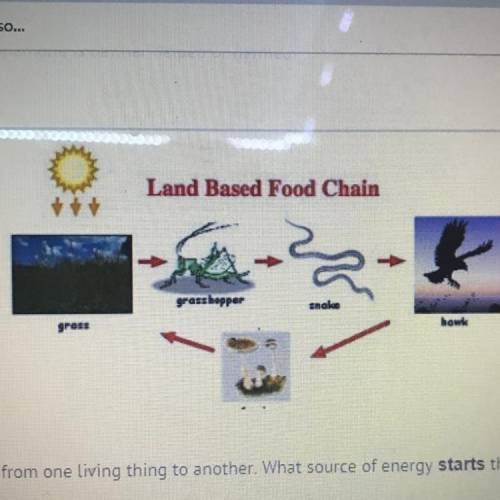 In this food chain energy moves from one living thing to another. What source of energy starts this