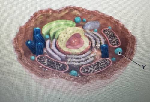 The picture shows a model of a cell. What is the main function of the cell part labeled Y in the mo