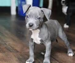 i just lost my best friend his name was bluey he was a blue nose pit bull i miss him i lost him 5 d