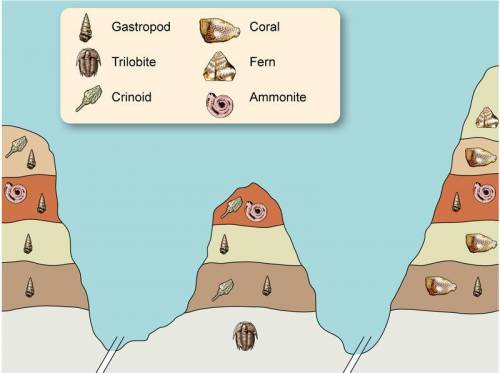 View the illustration below and answer the questions.

Which organism is found in the oldest rock
