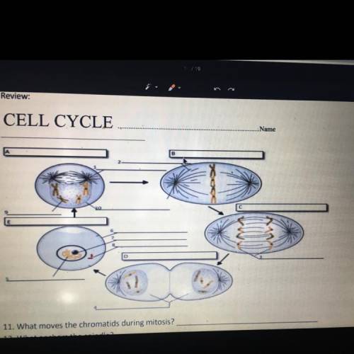 I need help on cell cycles..