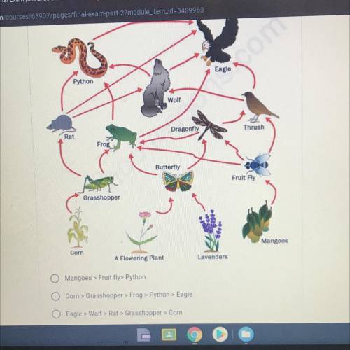 Which of the following is a food chain that can be made fro this food web