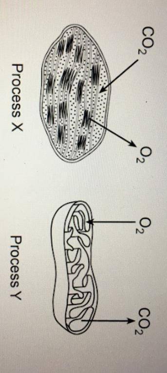 To cellular processes that occur in certain organelles represented in the diagram below. Which stat