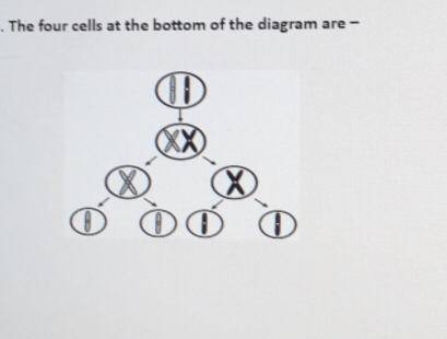 The four cells at the bottom of the diagram
are-