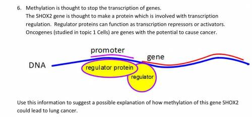 DESPERATE HELP DUE TONIGHT: [a possible explanation of how methylation of this gene SHOX2 could lea