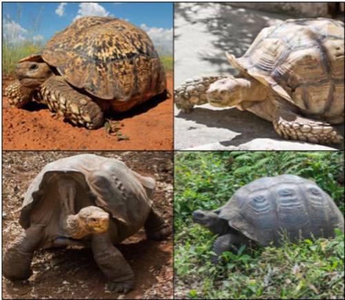 Select the correct image.

Identify which tortoise will survive in an ecosystem where the only veg