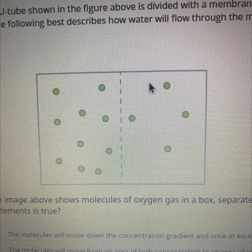 the image above shows molecules of oxygen gas in a box separated by a permeable membrane. based on