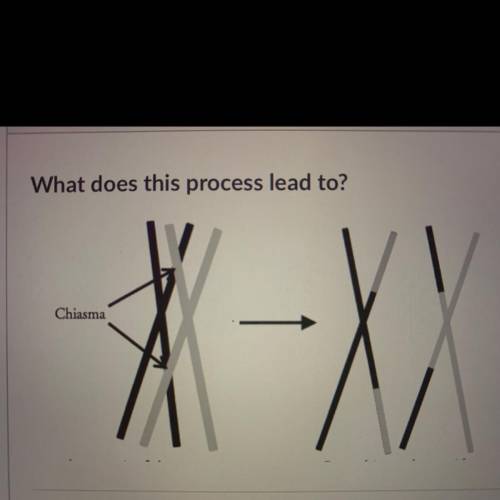 What does this process lead to?
Chiasma
