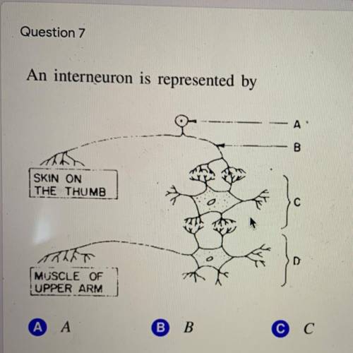 An interneuron is represented by(please answer quick!!)