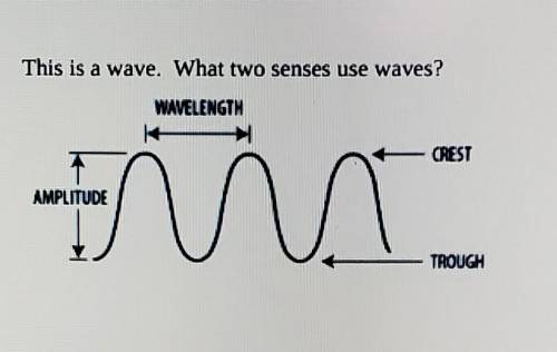 This is a wave. What two senses use waves?