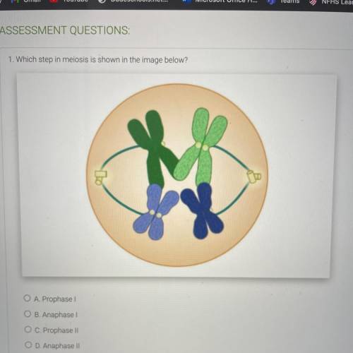1. Which step in meiosis is shown in the image below?

O A. Prophase
O B. Anaphase 1
O C. Prophase