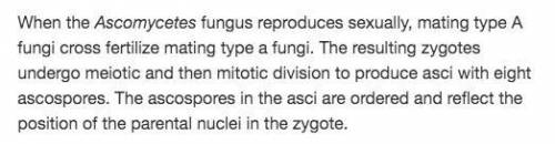 Although ascospores are produced by mitotic division, none of the spores develop into fungi that ar
