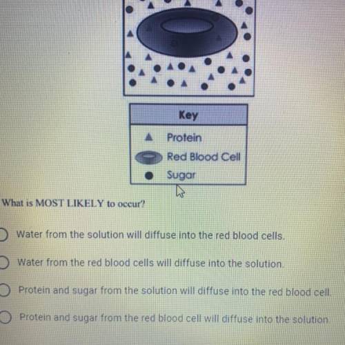 A red blood cell is placed into a sugar water solution. The red blood cell has a lower concentratio