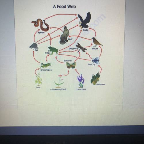 1. What connections can be made from the photo of the scientist and the toothpaste and this foodweb