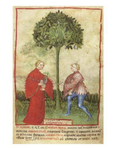 Refer to the two images and Latin translations from a 14th-century European book of illustrations b