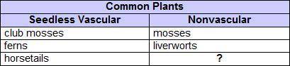 The chart lists some common types of plants.

Which best completes the chart?
sporophytes
seaweeds