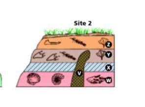 Which layer at Site 2 is the oldest?

A. Layer Z
B. Layer V
C. Layer W
D. Layer A