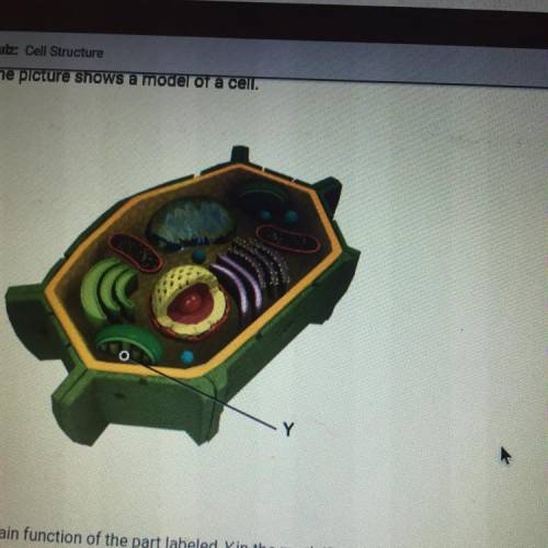 The picture shows a model of a cell what is the main function of the part labeled y in the model