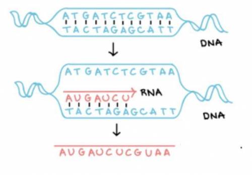 The diagram below shows a strand of DNA matched to a strand of mRNA. what process does this diagram