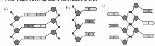 Which diagram best represents the structure of DNA? 
a)
b)
c)