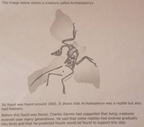 Does the fossil of Archaeopteryx support Darwin's idea? Explain your answer.

(look at picture and