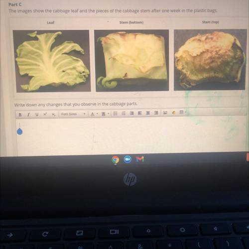 Part C

The images show the cabbage leaf and the pieces of the cabbage stem after one week in the