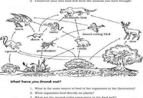 1. What is the main source of food of the organisms in the illustration?

2. What organisms feed d