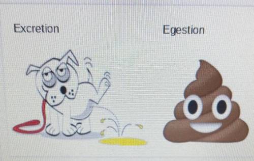 Is an example of excretion peeing? and is an example of egestion pooping?