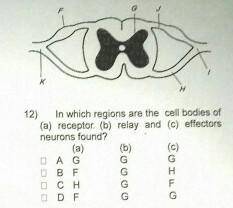Please Answer this one MCQ. I am in trouble please help ..