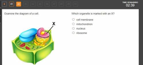 Which organelle is marked with an X?