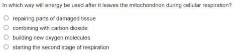 In which way will energy be used after it leaves the mitochondrion during cellular respiration?
